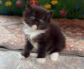 A.6 SOLD 9/7/26 to Bridgette Parker Bardot of Metarie, La. $4000 + 9%tax. Ragamuffin Tuxedo female born to Oreo & Wooly 7/4/2026.