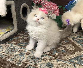 A.5 SOLD 1/23/26 $2500 to Shirley Use' in Luling, Louisiana. Felicia & Horizon's Ragamuffin female born 10.28.2025 is $3500 + $315 tax but $1000 off during sale hours = $2500 + $225 tax.