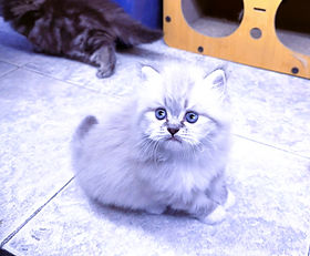 A.2F Ready 5/18/2026. $3000 + $300 tax. Female Blue-eyed Seal Lynx Ragamuffin born 3/18/2026 to Ginger & Wooly was $4500 but during Sale Hours she's $3000 + $300 tax.