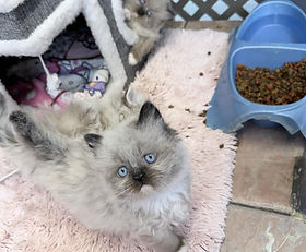 A.2K Ragdoll Male Seal Point w/white Mittens $3000 born 12/8/2025 to Saffire & Leonardo. During Sale Hours he's $500 off = $2500 + $225 tax.