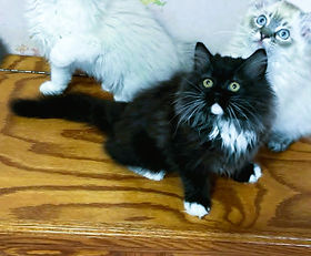 A.2C $2250 + $225 tax Tuxedo Female RAGAMUFFIN born to Gracie & Leonardo 1/30/2026. $4000 but during SALE HOURS is $2250 + $225 tax.