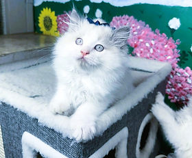 A.5 SOLD 1/19/26 to Jesse & Lexie Tuminski of Covington, La. for $2500 during SALE hours! Ragamuffin Blue/White Male of Felicia & Horizon b.10.28.2025 is $3500 + $315 tax but $1000 off during sale hours = $2500 + $225 tax.