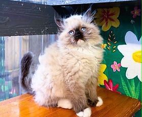 A.1H $3000 + $270 tax during sale hours for our Seal Point Mitted Female Ragdoll born 3/28/2026 to Heaven & Leo. Other times she is $4000 + $375 tax. 
