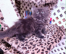A.2E $2500 + $225 tax Chocolate Fluff Ragamuffin female born 4/4/2026 to Miss Grey & Fluffington.  Other  than SALE TIMES she is $4000 + $350 tax.