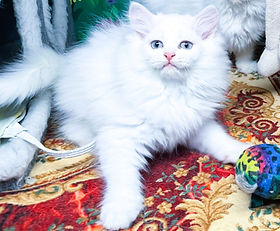 A.5K SOLD 4/20/26 to Laci & Michael Melito of Denham Springs $3000 + $270 tax White Blue-eyed Ragamuffin Female; born 1/22/2026. She was $3500 but during SALE HOURS is $3000 + $270 tax. 