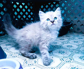 A.2C $3000 + $270 tax. Male Lynx Point Ragdoll born 6/15/2026 to Petunia & Leonardo!