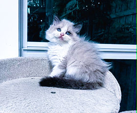 A.1F RAGDOLL male is $3000 + $300 tax during SALE HOURS! Blue-eyed male Seal Bicolor born 3/20/2026 to Felicia & Big Foot. Other times he is $4000 + $400 tax.