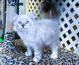 A.6 SOLD 9/7/26 to Cherie Patin of Lafayette, La $2000 + $180 tax is our Ragdoll Lynx Point Mitted female of Saffire & Leonardo born 5/12/2026.