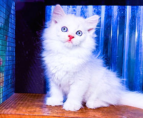 A.3A $3500 + $315 tax. Pure White Female Ragamuffin born 6/26/2026 to Jasmine & Wooly.