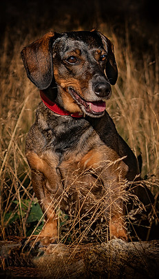 Nelly - feytierfotografie