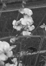 If She's Here promo 2_edited.jpg