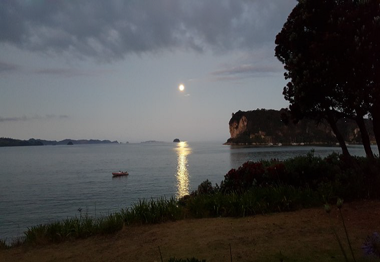 Pohutakawa Red Blossom at Christmas.