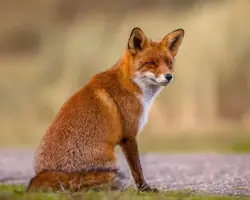Fox