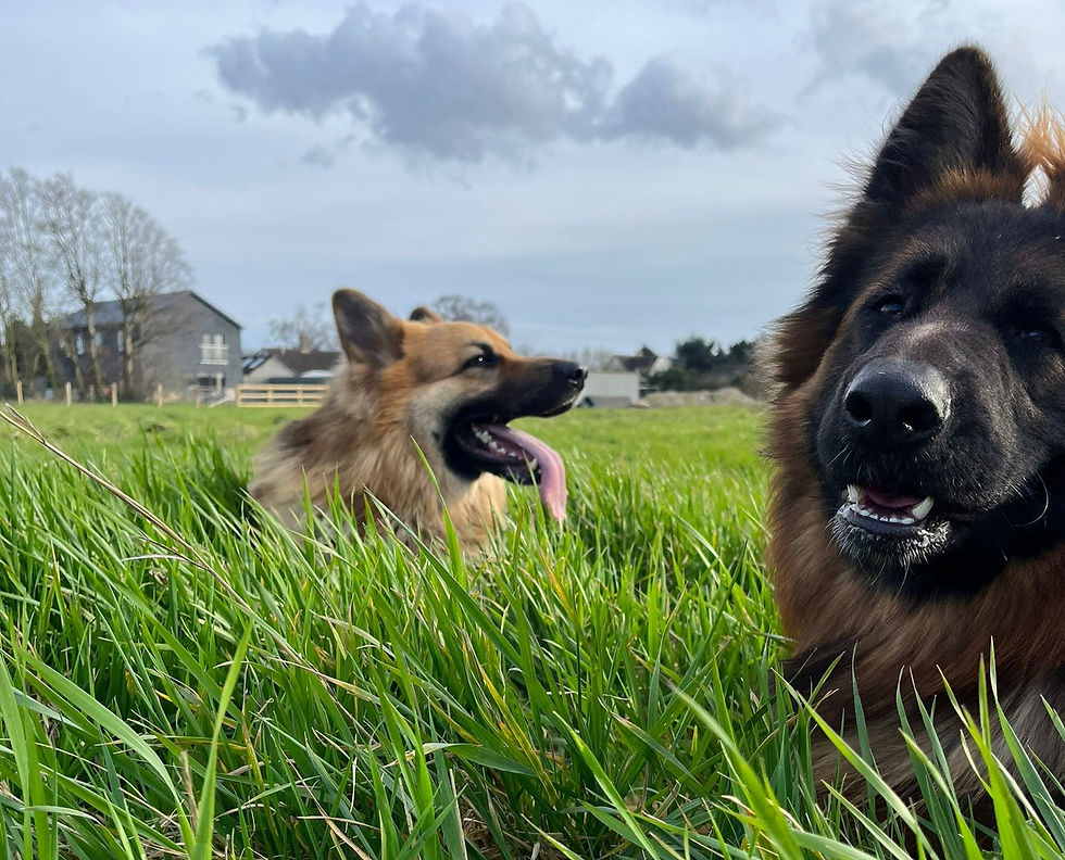 Alsation dogs Rolo and PIp