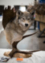 taxidermymount47A