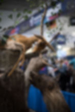 taxidermymountHYENAA