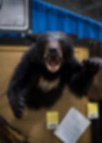 taxidermymount6A