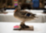 taxidermymount35A