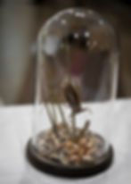 taxidermymount10A