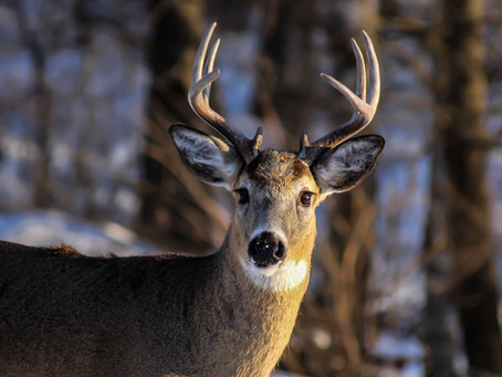 SHED HUNTING