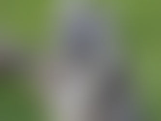 Thief! Bandit! Robber!