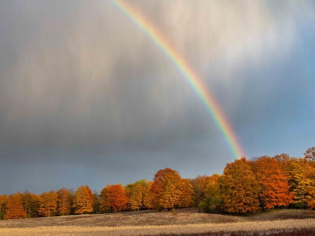 Exploring the Market for Carbon Offsets for Sale