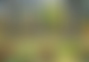 Choosing the Best Standard for Voluntary Carbon Credits