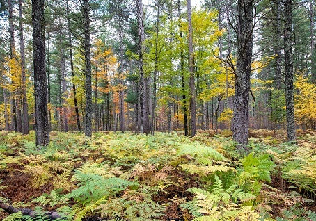 Choosing the Best Standard for Voluntary Carbon Credits