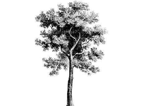 Choosing the Best Standard for Voluntary Carbon Credits