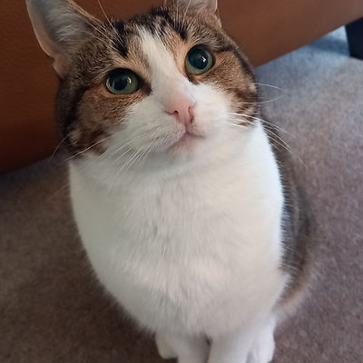 Lesley's Cat .jpg