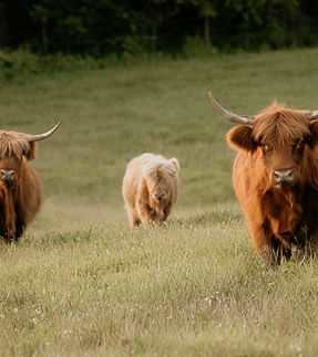 Highland cows in a field_edited.jpg