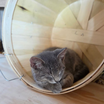 Farm kitten in a basket