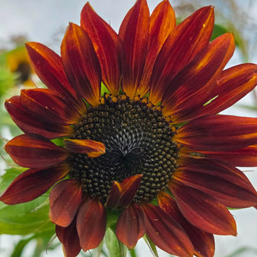 Fall flower