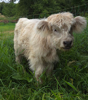 Baby cow_edited.jpg