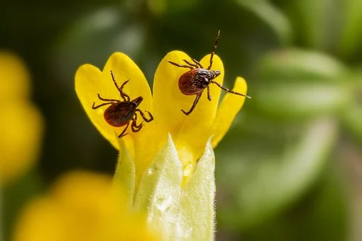 Deux tiques sur fleurs jaunes