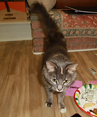 Screen Shot 2026-02-25 at 9.30.11 PM.png