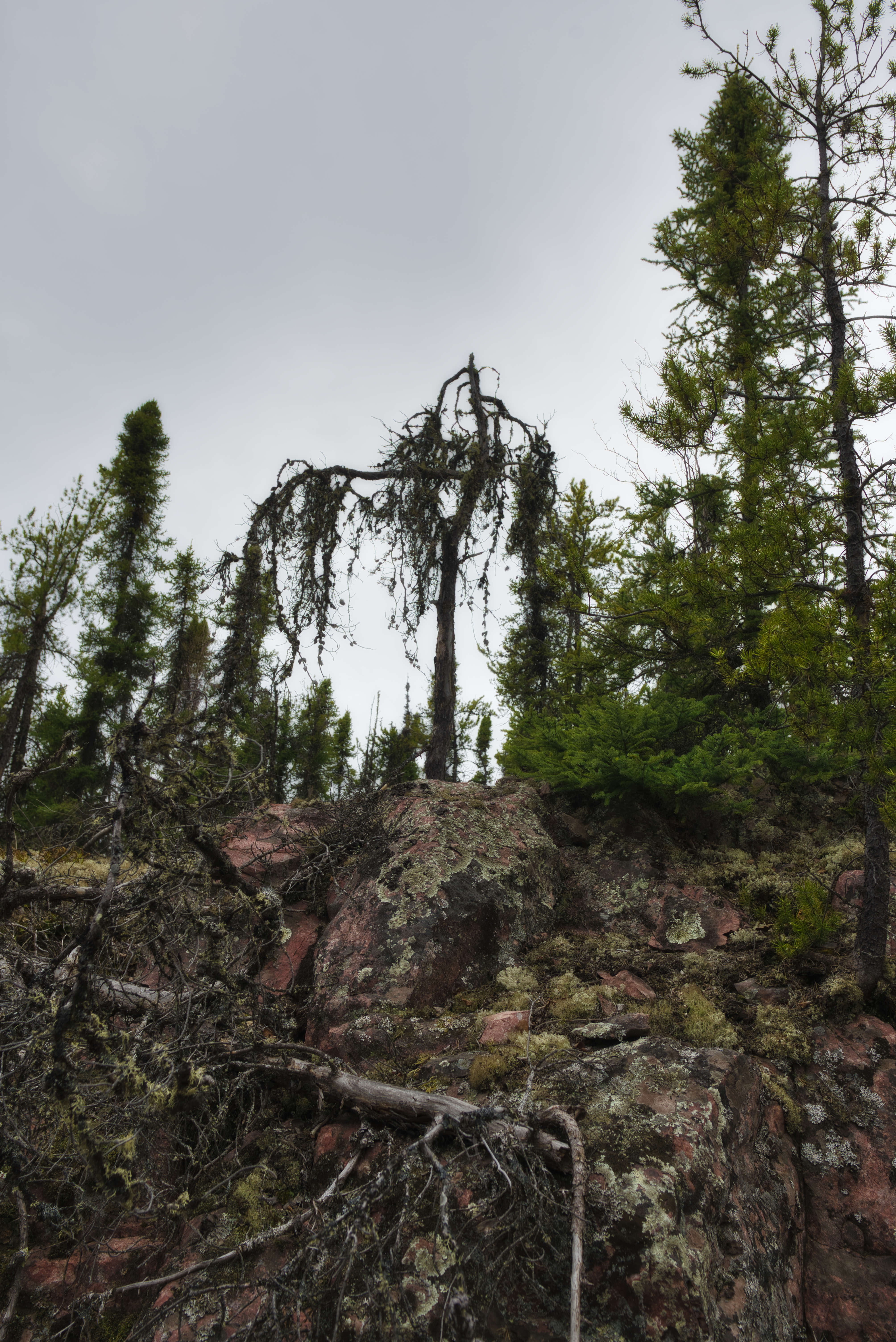 Unraked Forest, Uranium City