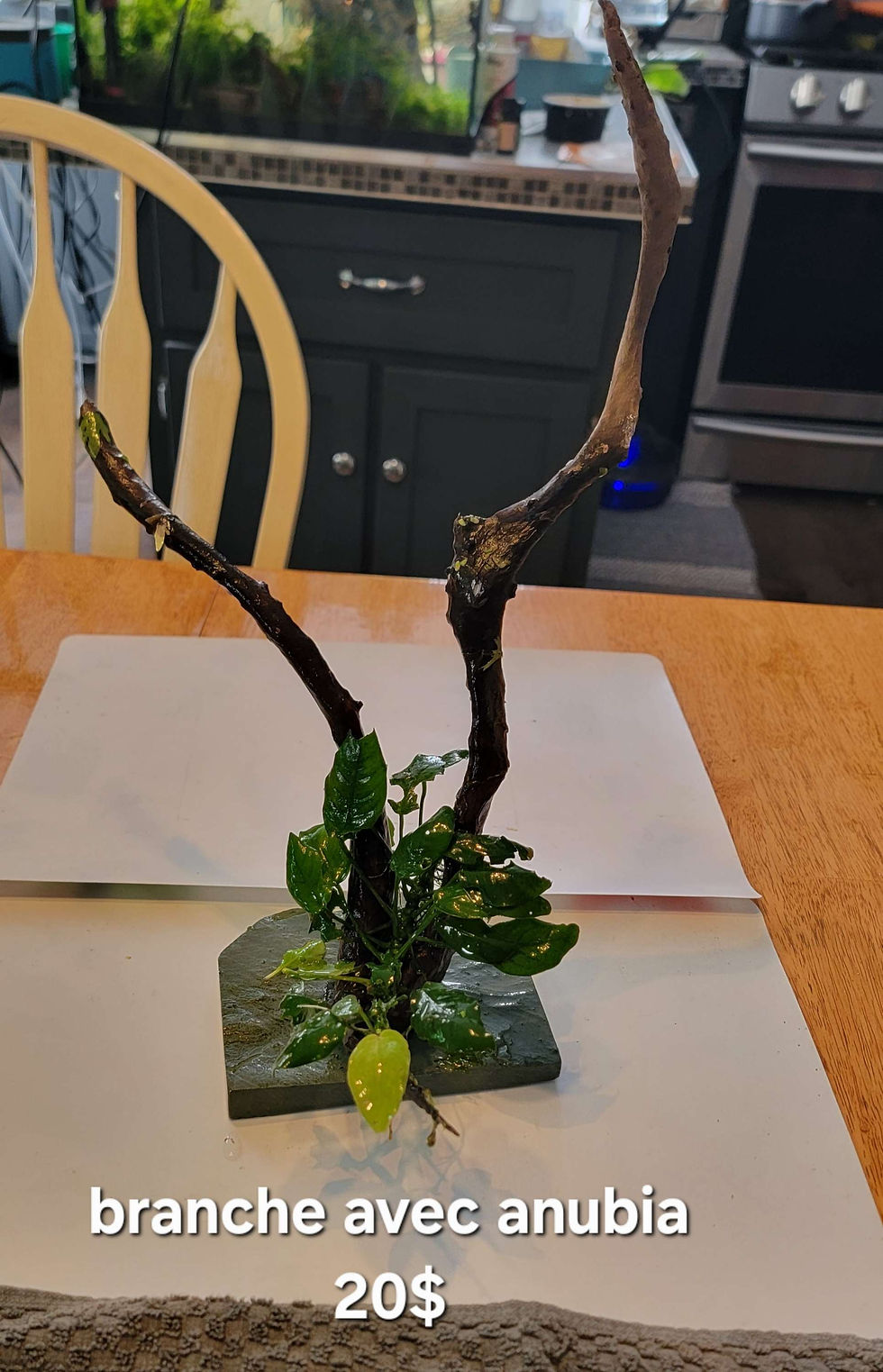 Miniature : Branche avec anubia