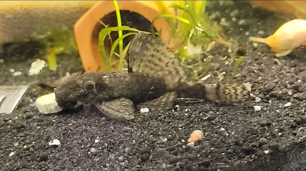 Miniature : Ancistrus mixtes shortfins