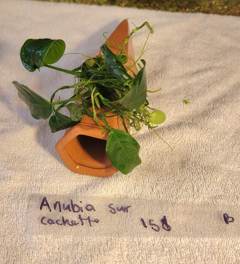 Miniature : Plantes aquatiques sur support.