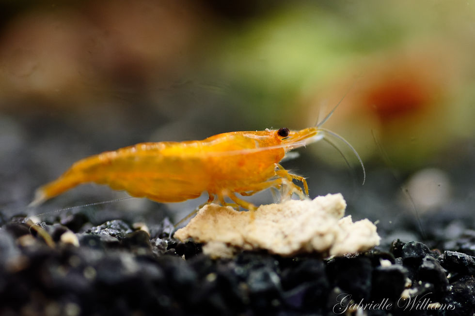 Miniature : Crevettes Orange Pumpkin 