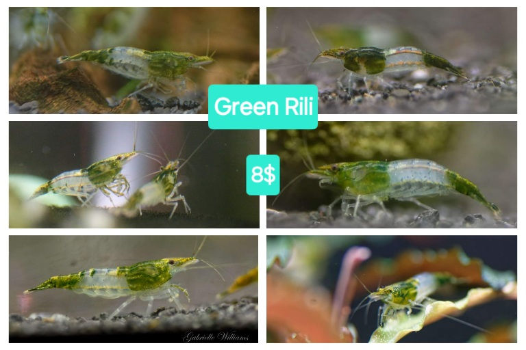 Crevettes Green Rili