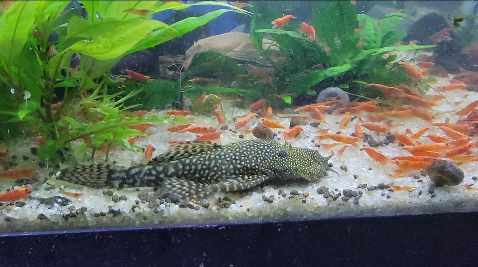 Miniature : Ancistrus mixtes shortfins
