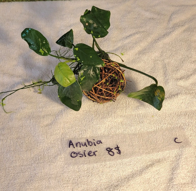 Miniature : Plantes aquatiques sur support.