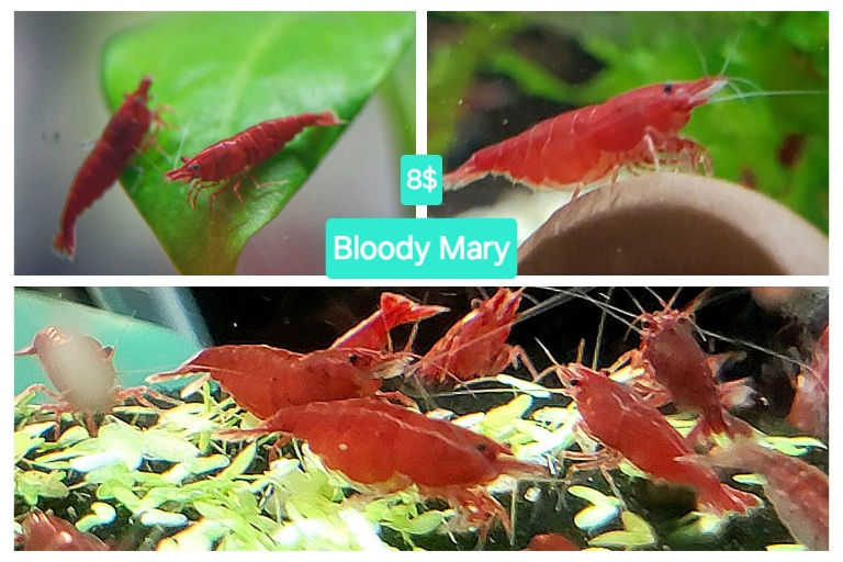 Crevettes Bloody Mary