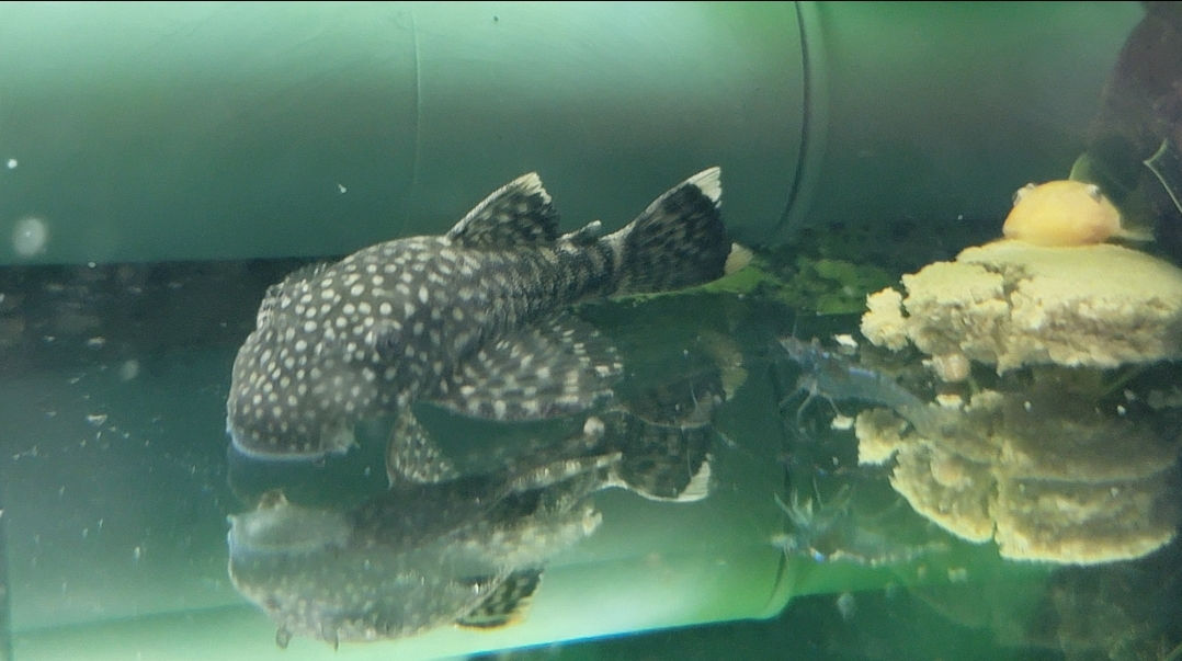 Ancistrus temminkii 