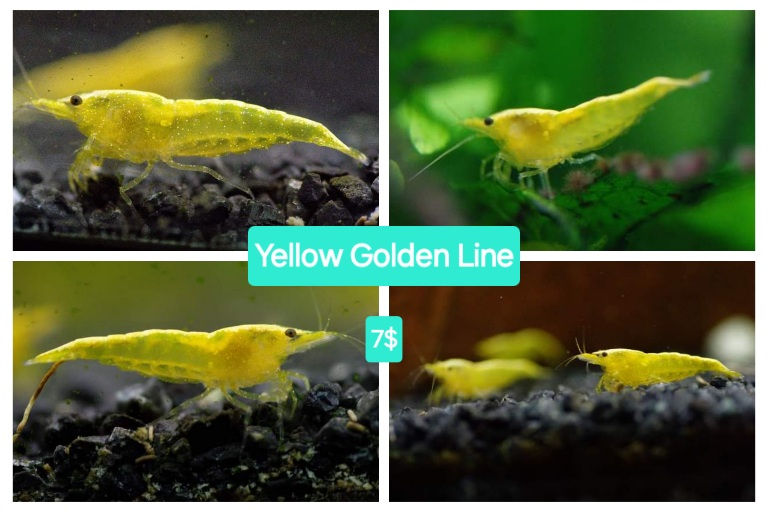 Crevette Yellow Golden Line