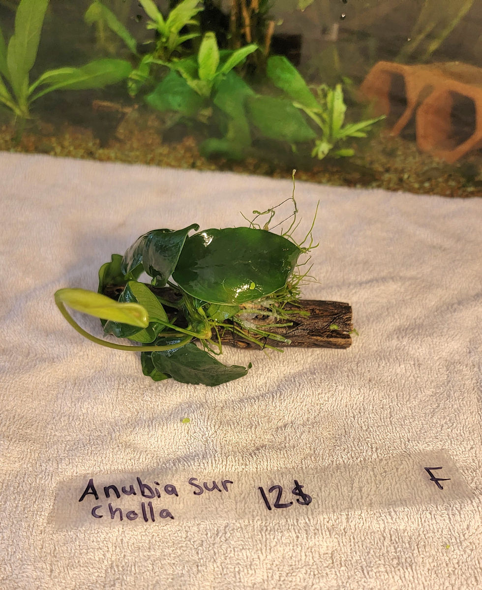 Miniature : Plantes aquatiques sur support.