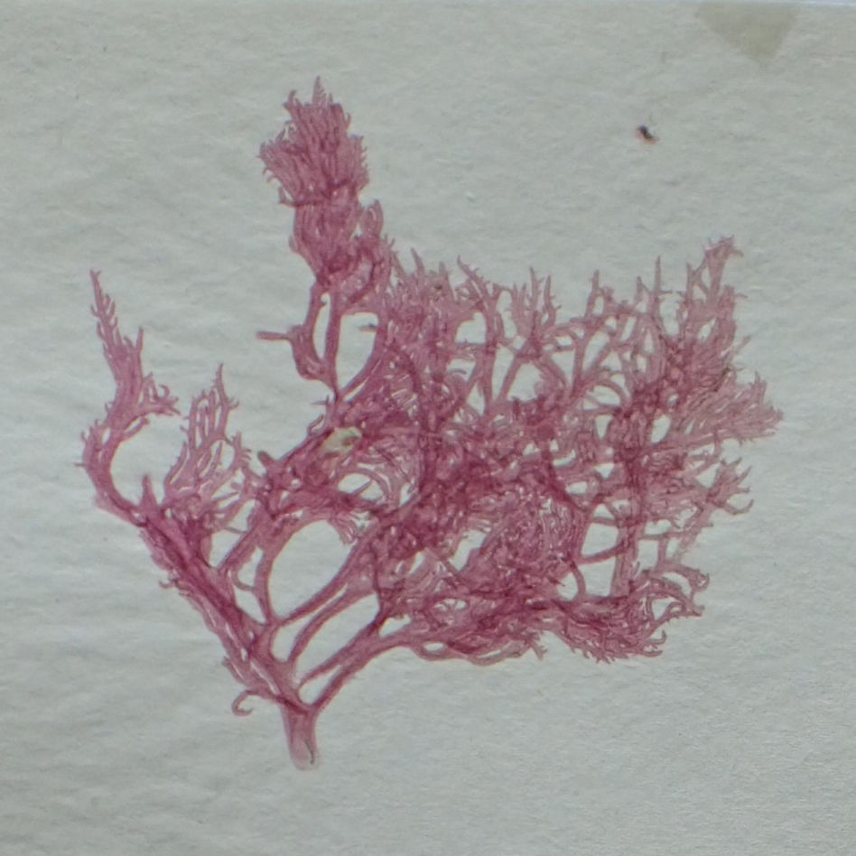 Reticulocaulis