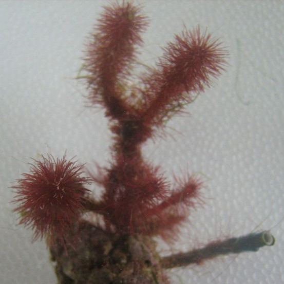 Diginea